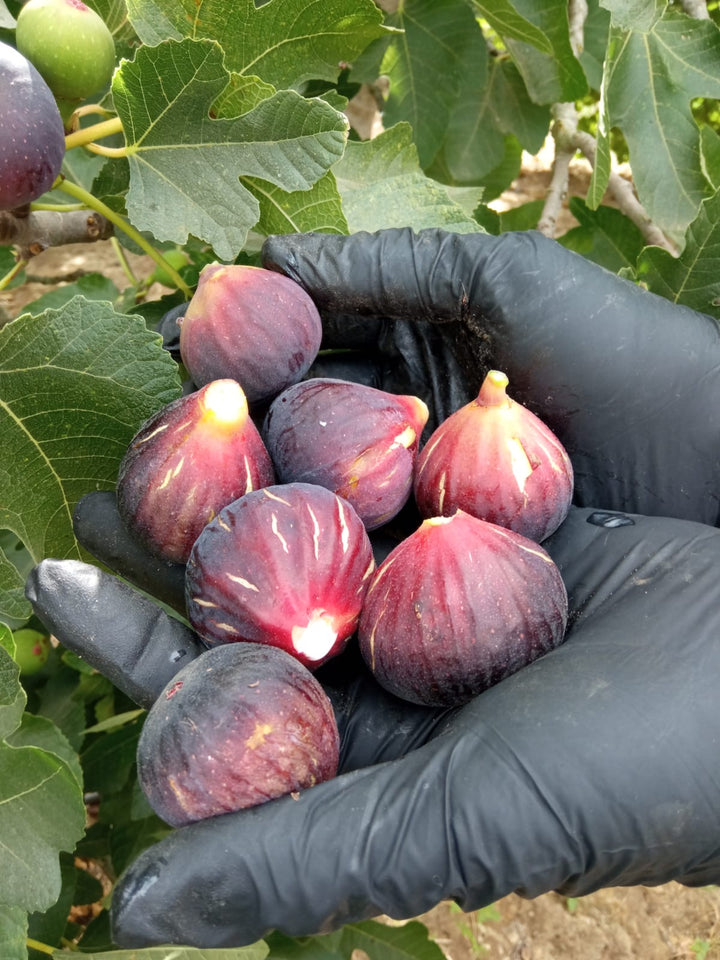 De la finca a tu casa